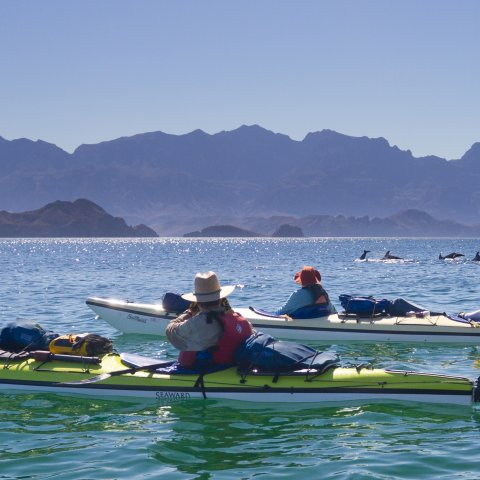 Sea kayakers paddling past a school of dolphins in the Gulf of California