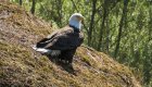 Bald eagle perched on a rock