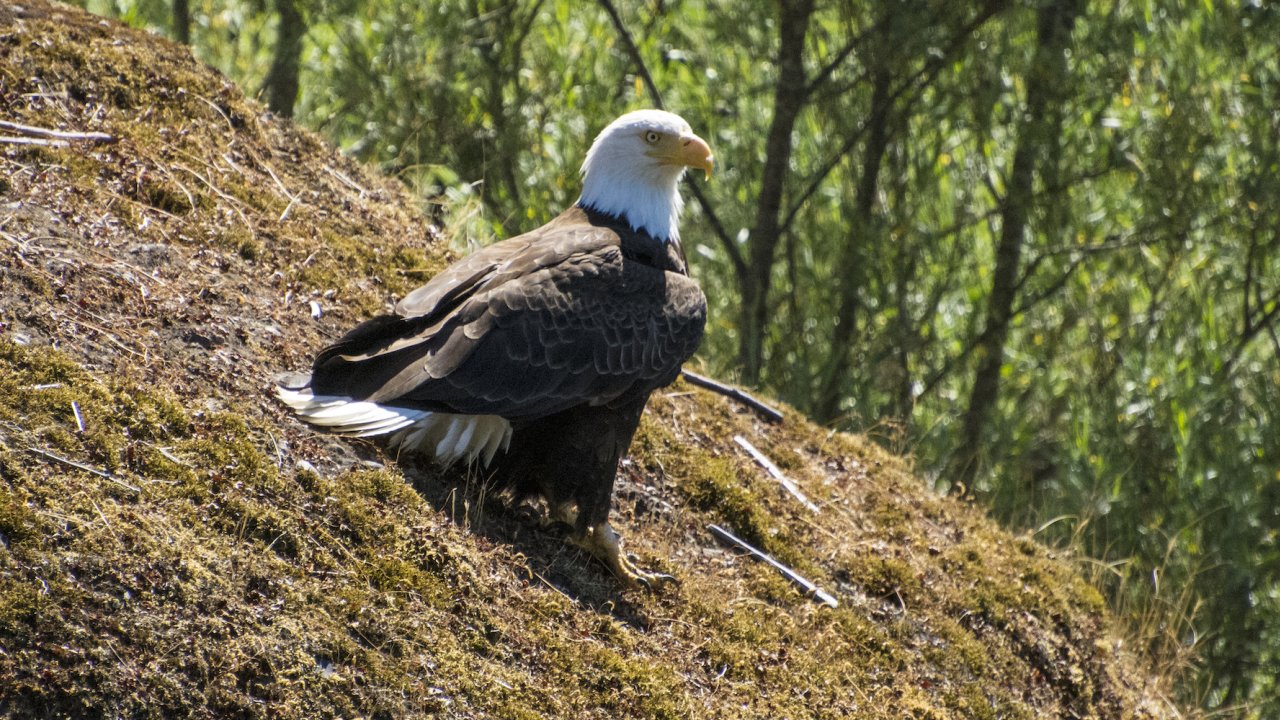 Bald eagle perched on a rock