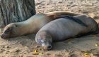 Two seals resting on the beach next to each other