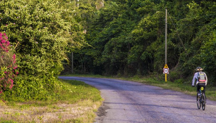 Person biking down a winding road through the lush, dense forests of Cuba