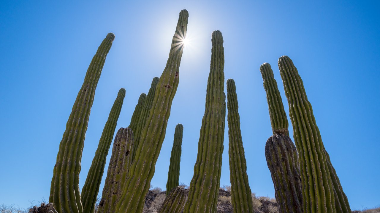 Cardon Cacti in front of the sun in Baja, California Sur