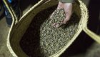 A hand holding a bunch of coffee beans in Cuba