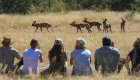 A group of tourists on safari sitting in the grass watching a herd hyena in the distance