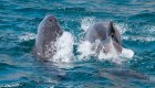 Dolphins jumping through the water in the Sea of Cortez