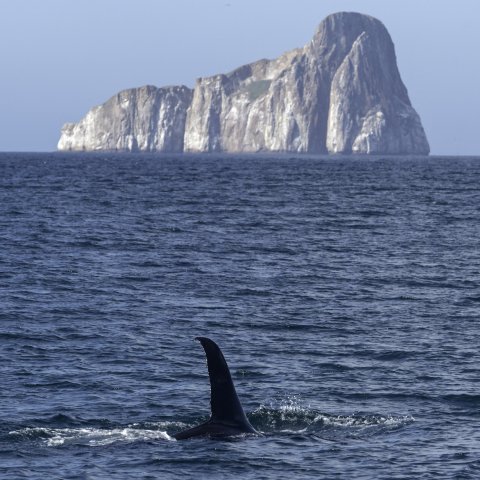 Dolphin swimming near Kicker Rock off the coast of Ecuador