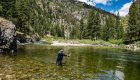 Man fly fishing in the clear waters of the Middle Fork of the Salmon River, surrounded by pine-covered mountains in Idaho’s Frank Church Wilderness.