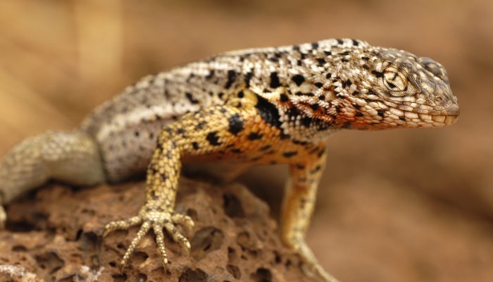 Lava lizard perched on a rock in the Galapagos Islands