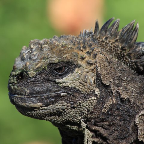 Galapagos Island land tortoise