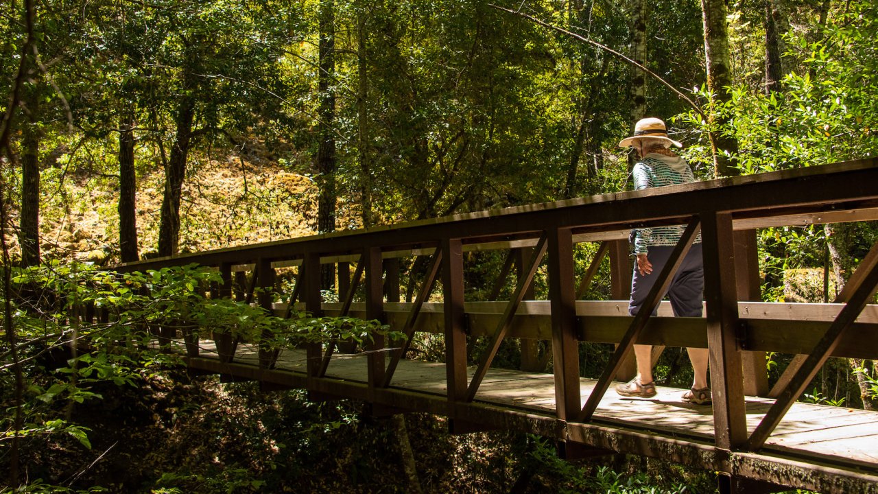 Someone hiking along a bridge trail through a dense green forest in Oregon