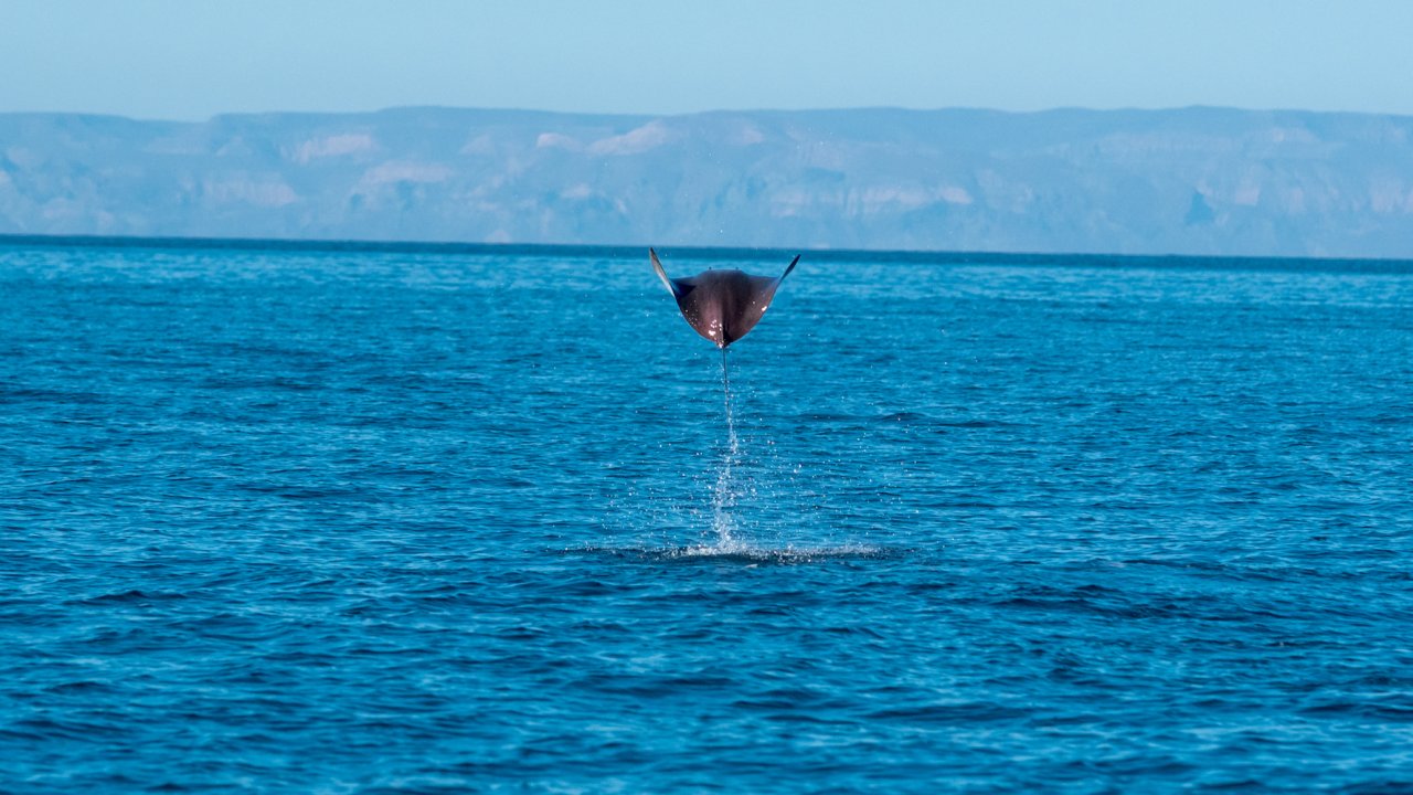 Flying manta ray jumping out of the water in Baja California Sur