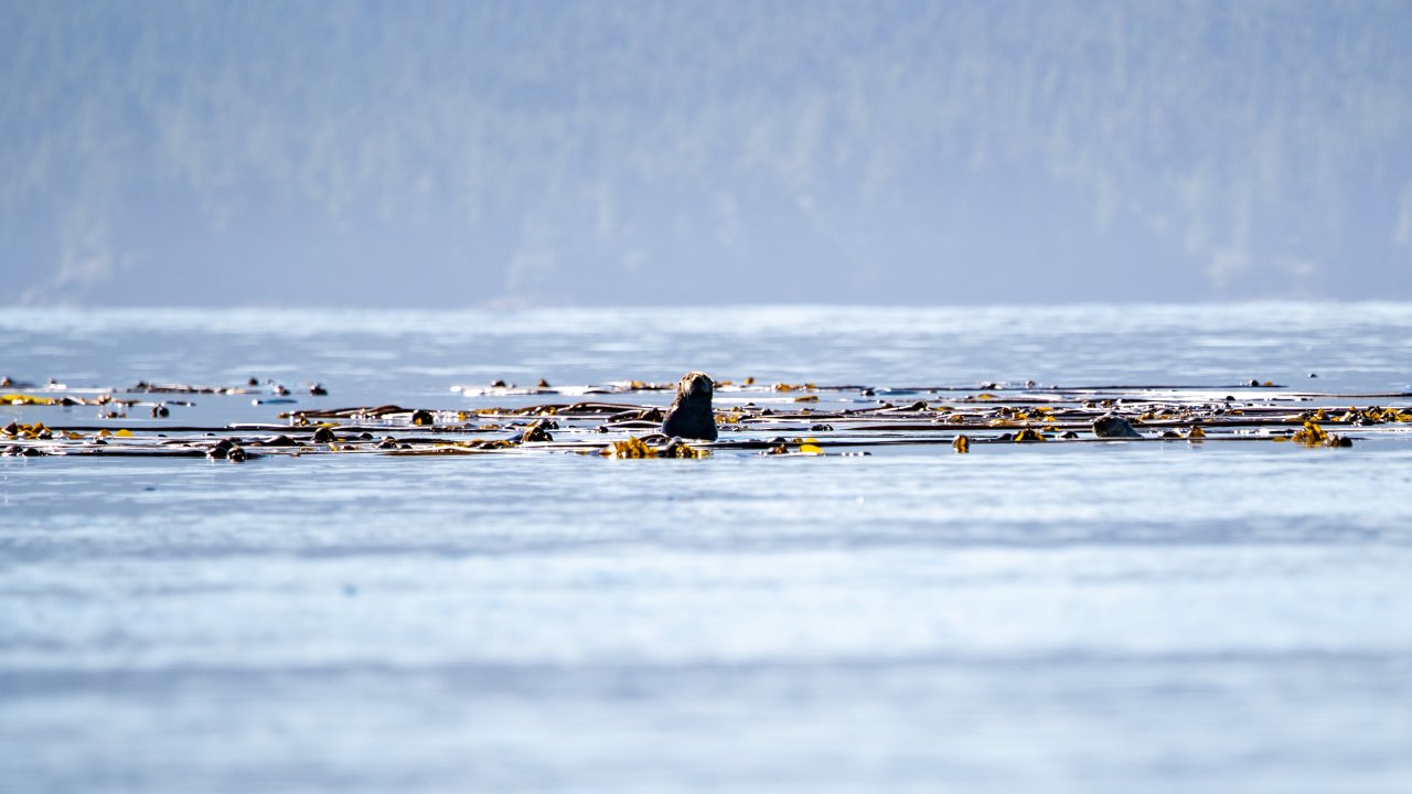 A seal peaking out of the water in a sea of bullwell kelp in British Columbia