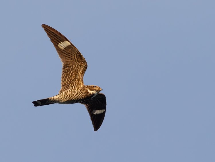 A nighthawk flying through the sky on the Middle Fork of the Salmon river.