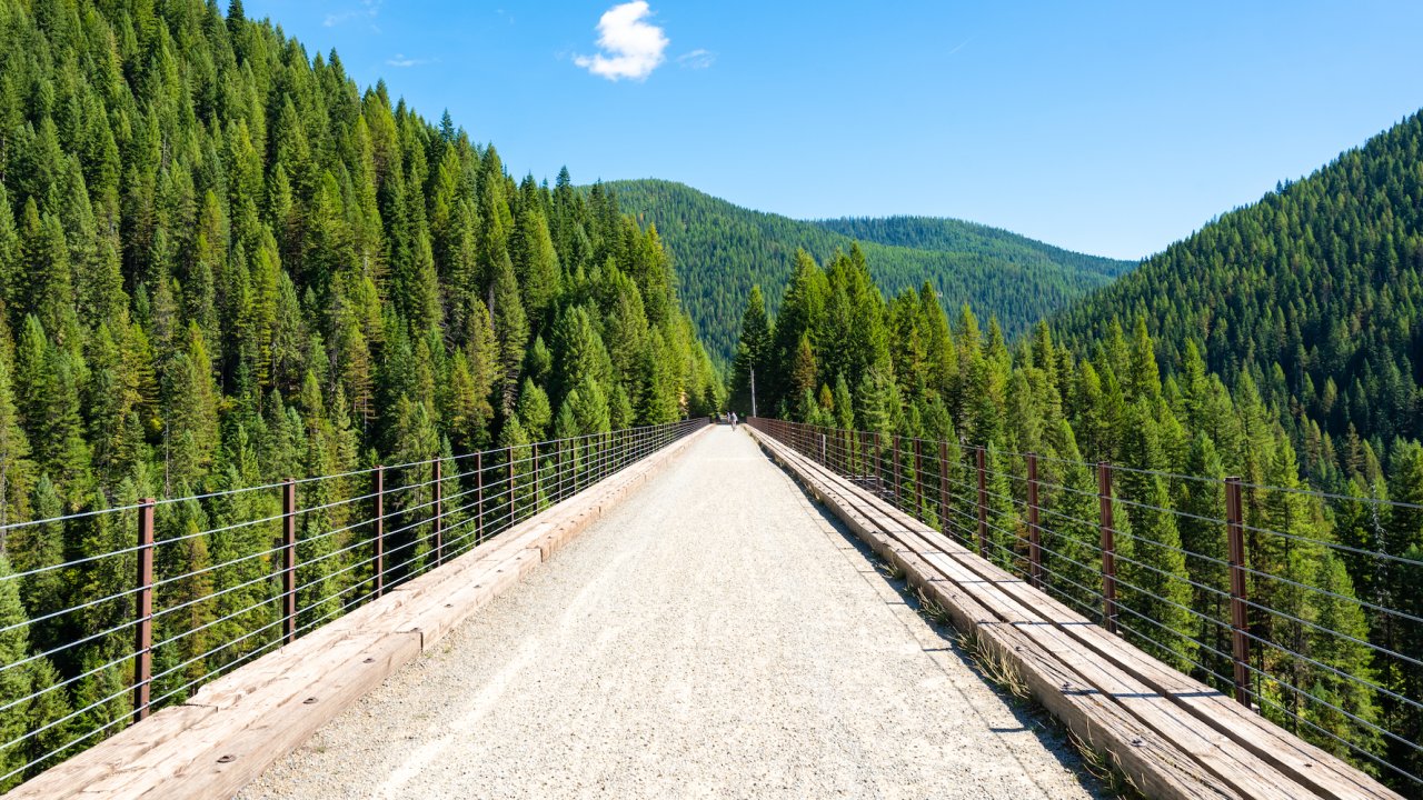 Wide open paved walking and biking bridge though dense forests on a sunny day