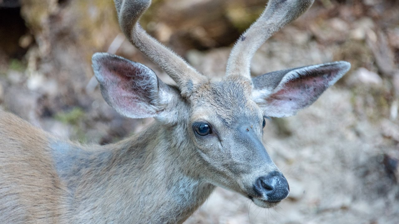 Close up of a deer in Oregon