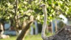 An ostrich head and neck in front of green bushes