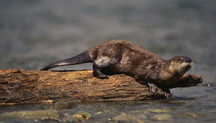 River Otter