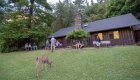 deer wandering on grass outside of a lodge
