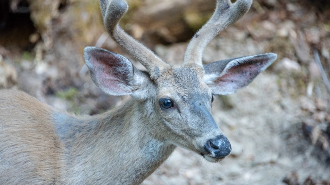 young deer on the rogue river