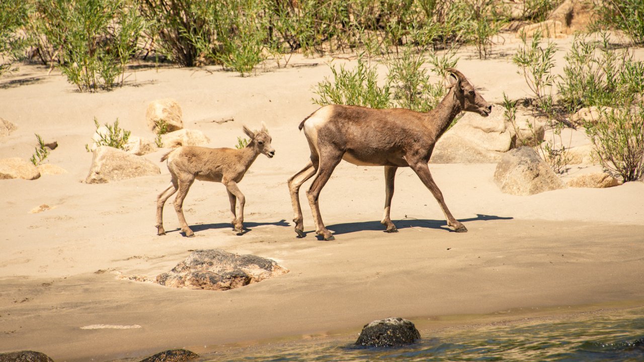 Wild sheep spotted on a beach along the Main Salmon River