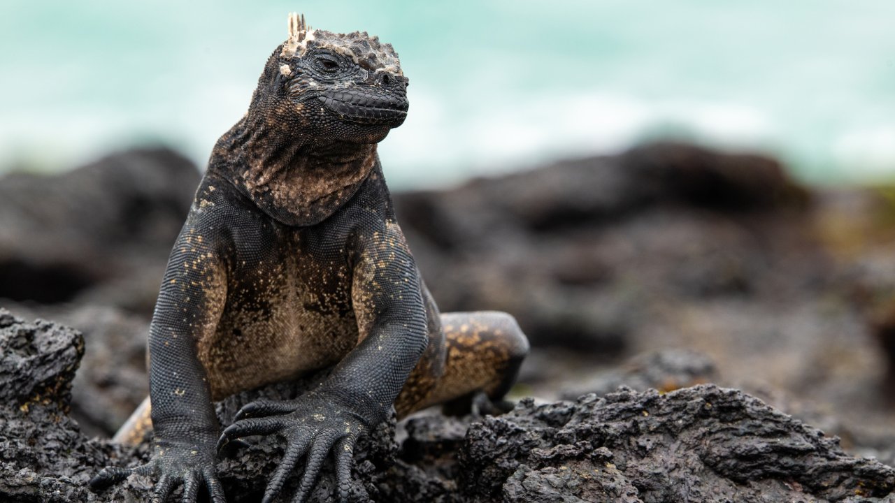A black iguana perched on a black rock on the beach