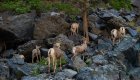 Bighorn sheep climbing rocky cliffs in Hells Canyon, Idaho, a common wildlife sighting while hiking the Snake River Canyon Trail.