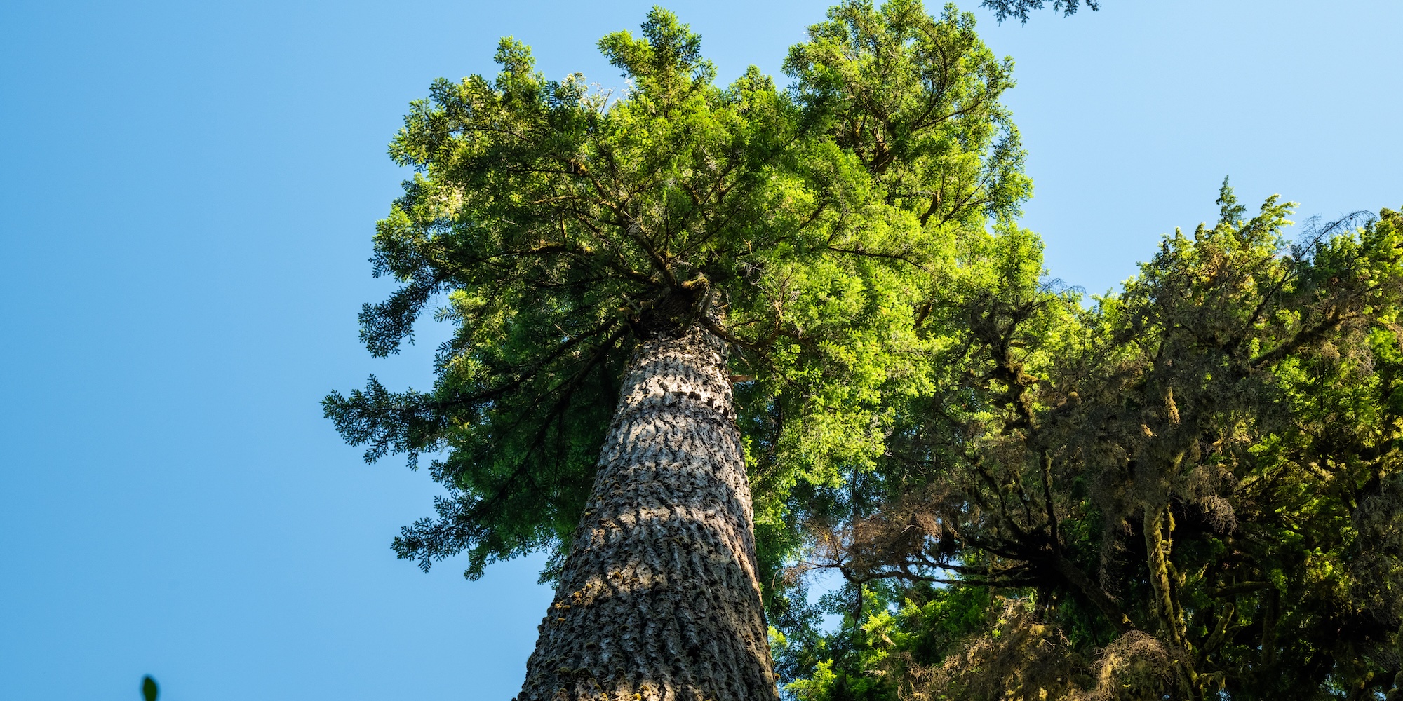 The top of a large Sitka spruce in Olympic National Park.