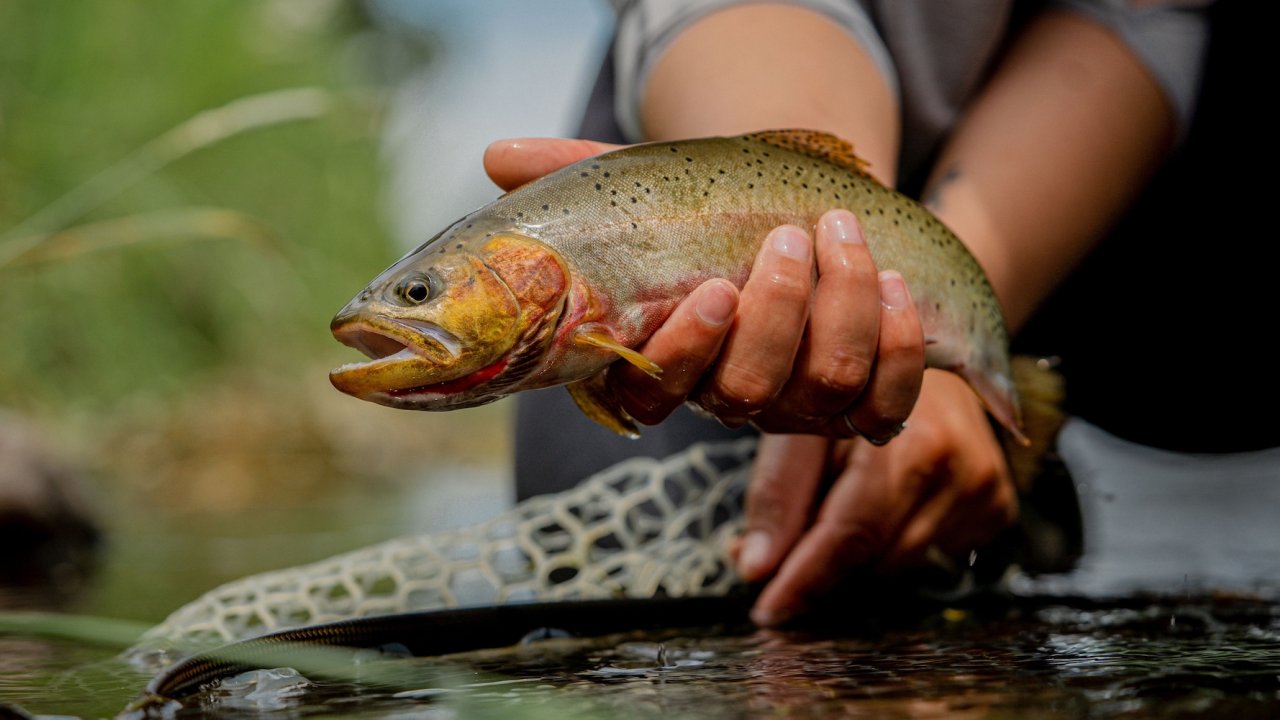 Westslope Cutthroat Trout in North Idaho