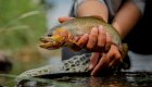 Westslope Cutthroat Trout in North Idaho