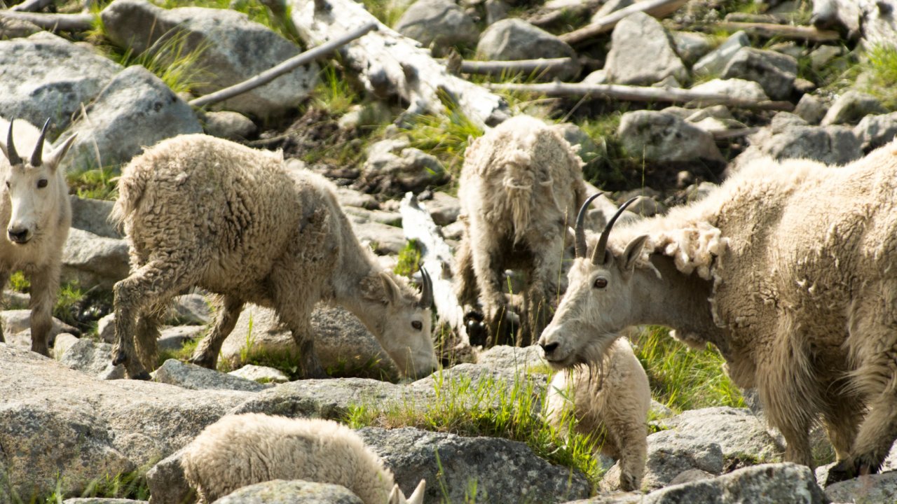 wildlife along the salmon river in idaho
