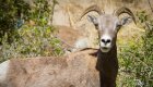 A photogenic big horn sheep along the Snake River through Hells Canyon