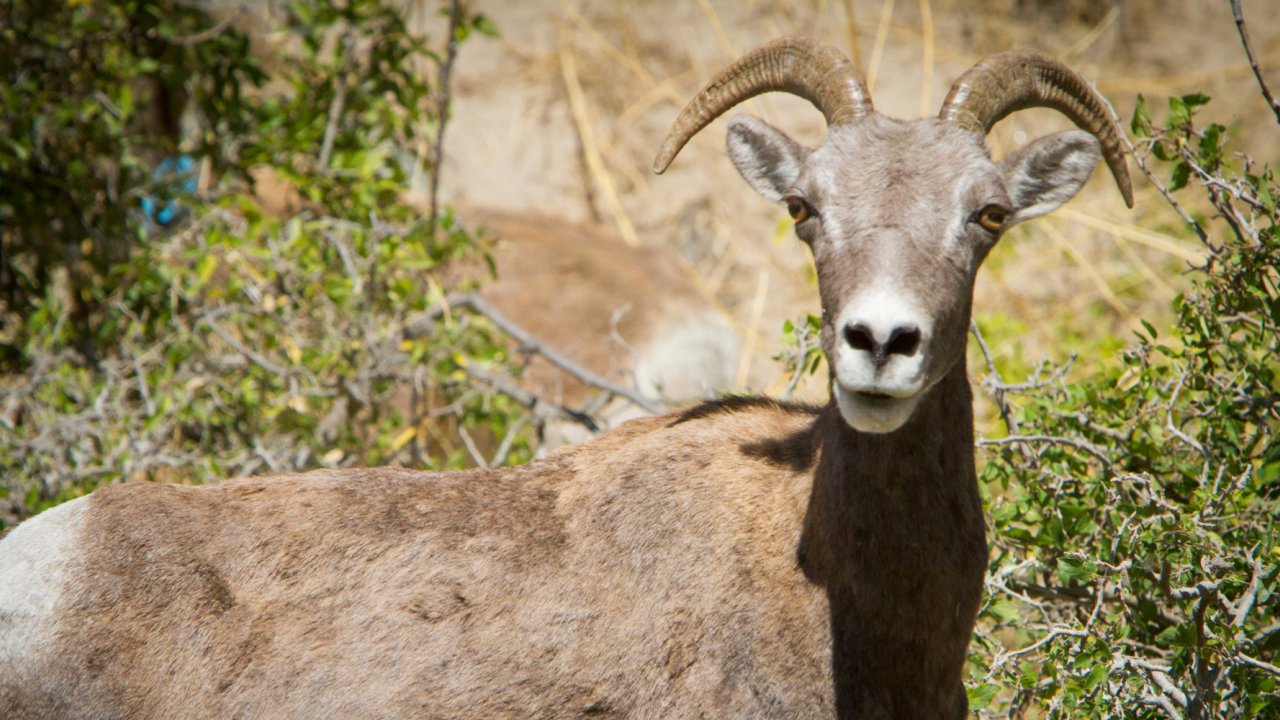 A photogenic big horn sheep along the Snake River through Hells Canyon